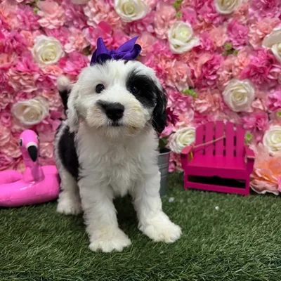 Female Mini Sheepadoodle Puppy for Sale in Braintree, MA