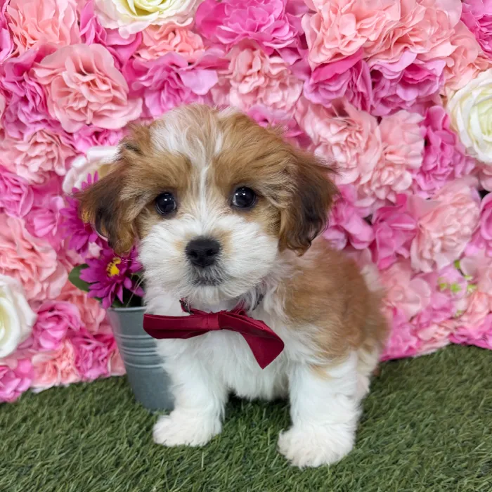 Male Lhasa-Poo puppy named Rajah for sale at Pet Express Braintree.