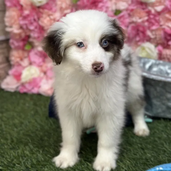 Male Toy Australian Shepherd Puppy for Sale in Braintree, MA