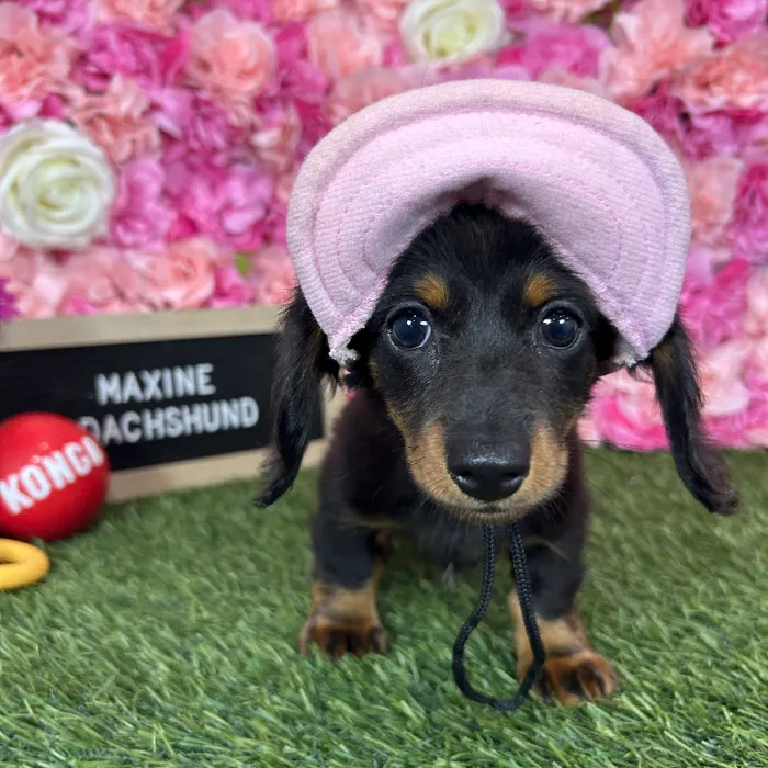 Female Dachshund puppy named Maxine for sale at Pet Express Braintree.