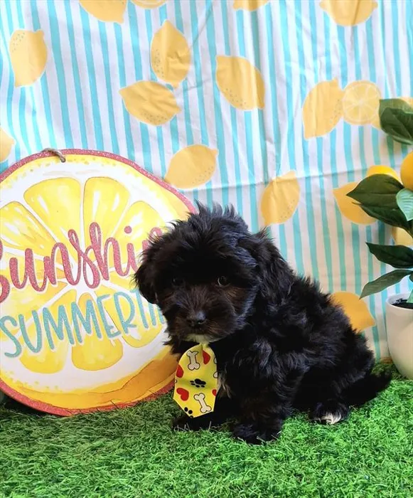 Male Coton De Tulear puppy named Coal for sale at Pet Express Saugus.