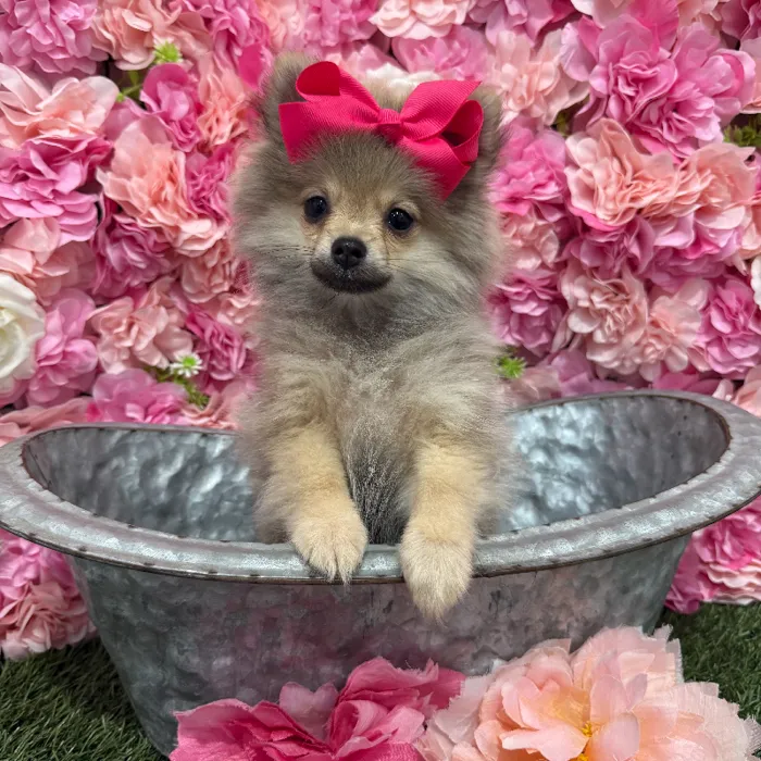 Female Pomeranian Puppy for Sale in Braintree, MA