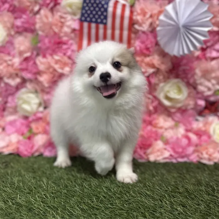 Male Pomimo Puppy for Sale in Saugus, MA