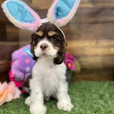 Male Cocker Spaniel Puppy for Sale in Braintree, MA