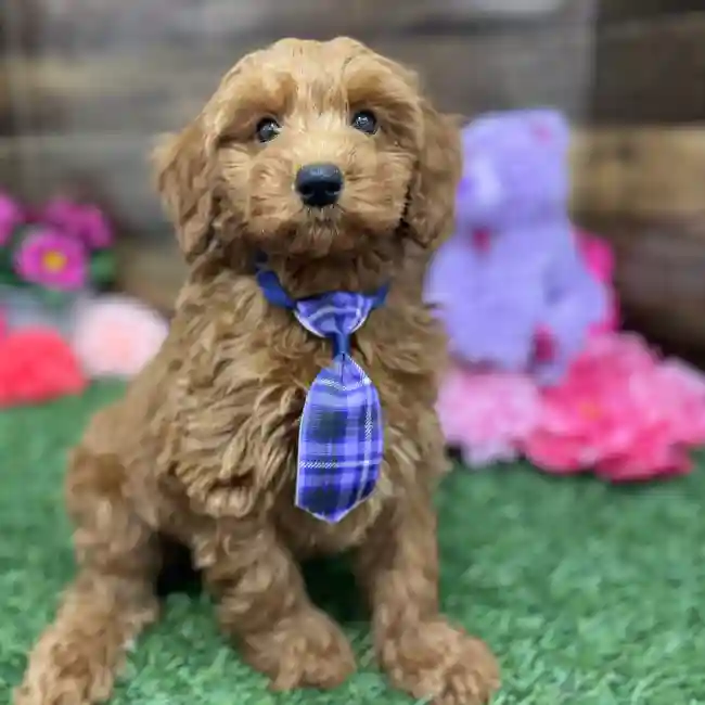 Male Mini Irishdoodle 2nd Gen Puppy for Sale in Braintree, MA