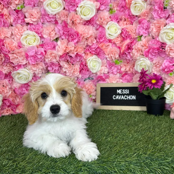 Male Cavachon puppy named Messi for sale at Pet Express Braintree.