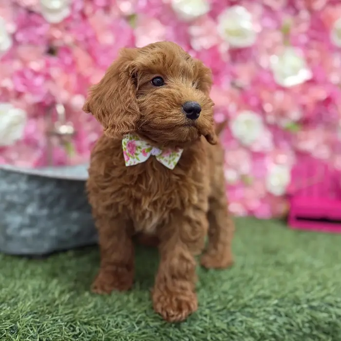 Male Mini Irishdoodle 2nd Gen Puppy for Sale in Braintree, MA