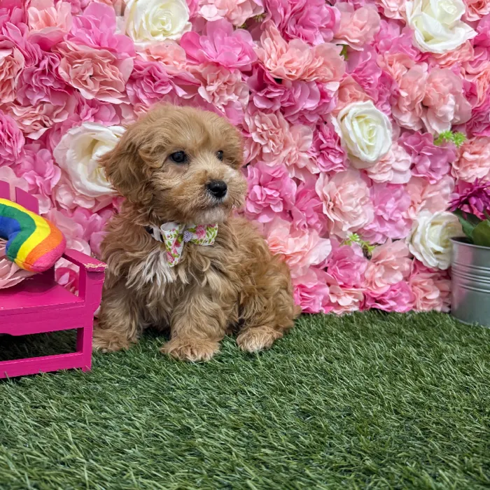 Male Mini Goldendoodle 2nd Gen Puppy for Sale in Braintree, MA