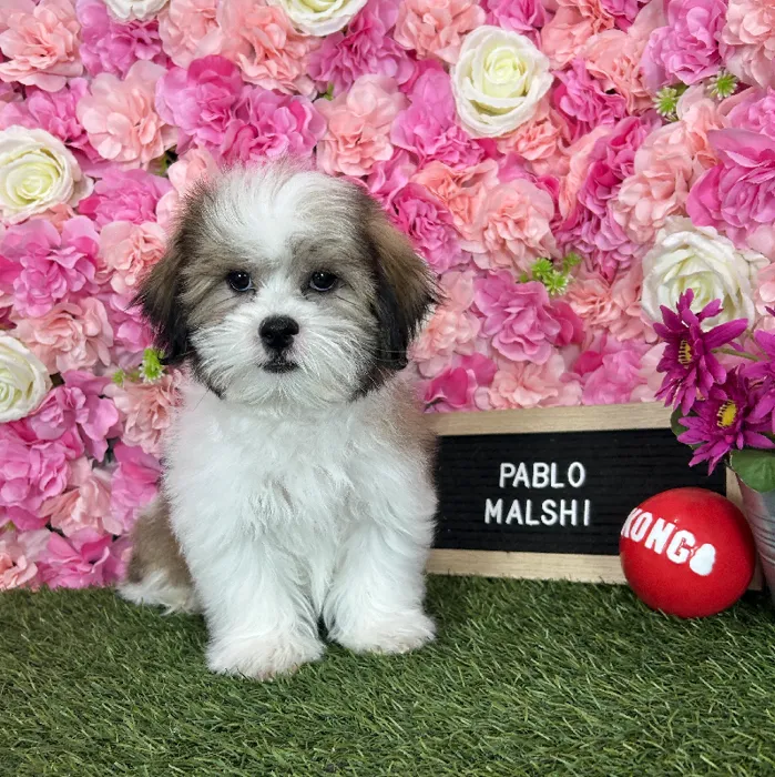 Male Malshi puppy named Pablo for sale at Pet Express Braintree.