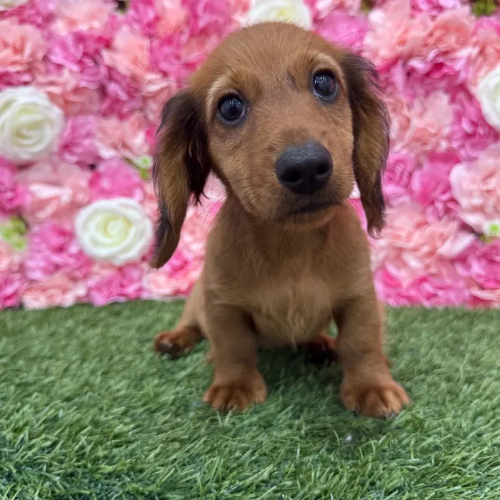 Male Dachshund Puppy for Sale in Braintree, MA