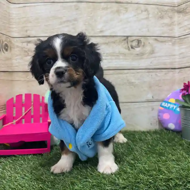 Male Aussalier Puppy for Sale in Braintree, MA