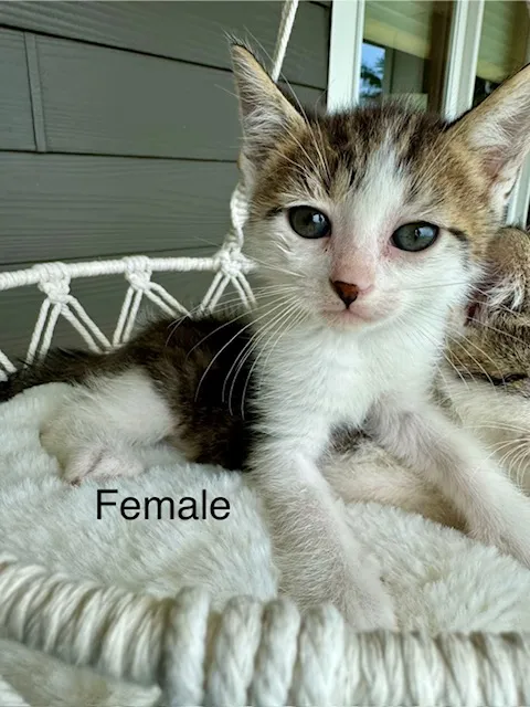 Female Domestic Short Hair kitten named Fancy for sale at Pet Express Saugus.