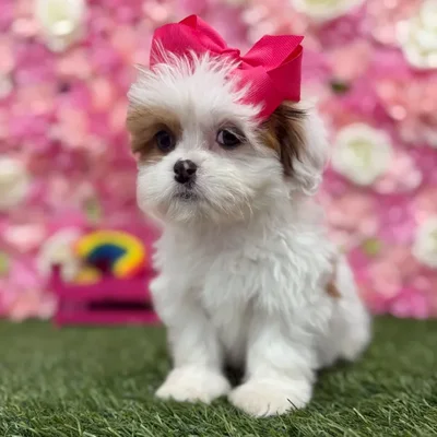 Female Lhasa Apso Puppy for Sale in Braintree, MA