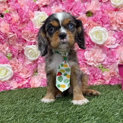 Male Cavalier King Charles Spaniel Puppy for Sale in Braintree, MA