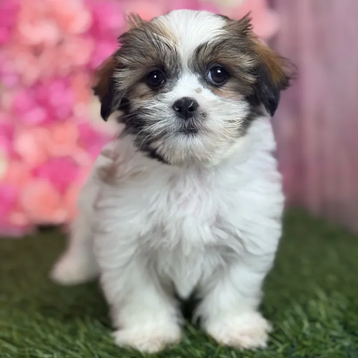 Female Malshi puppy named Nyla for sale at Pet Express Saugus.