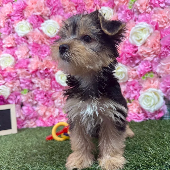 Female Yorkie-Poo 2Nd Gen puppy named Aubrey for sale at Pet Express Braintree.