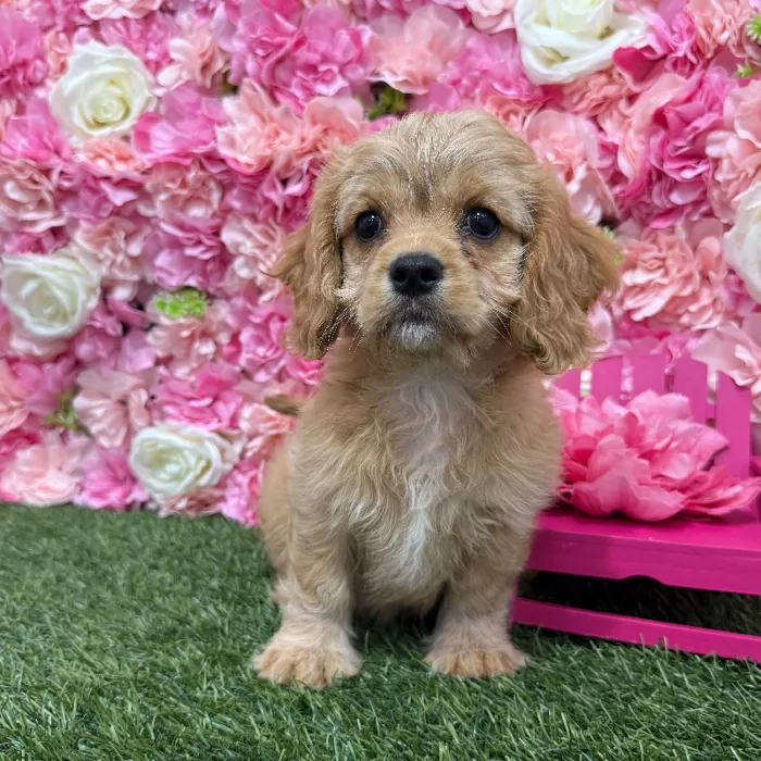 Male Cavapoo 2nd Gen Puppy for Sale in Braintree, MA
