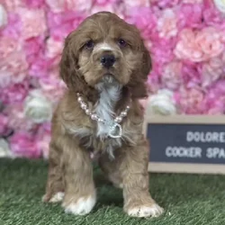 Female Cocker Spaniel puppy named Dolores for sale at Pet Express Saugus.