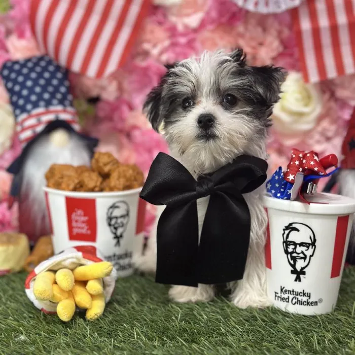 Male Morkie Puppy for Sale in Saugus, MA
