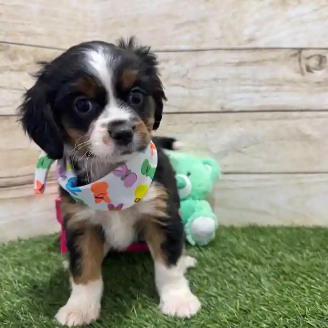 Male Aussalier Puppy for Sale in Braintree, MA