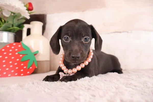 Female Dachshund puppy named Cebolla for sale at Pet Express Saugus.