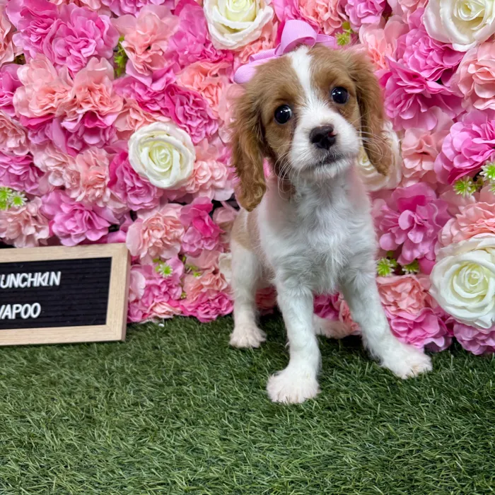 Female Cavapoo puppy named Munchkin for sale at Pet Express Braintree.