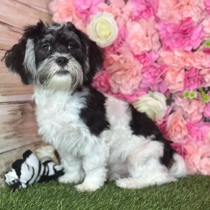 Male Lhatese puppy named Ritchie for sale at Pet Express Saugus.