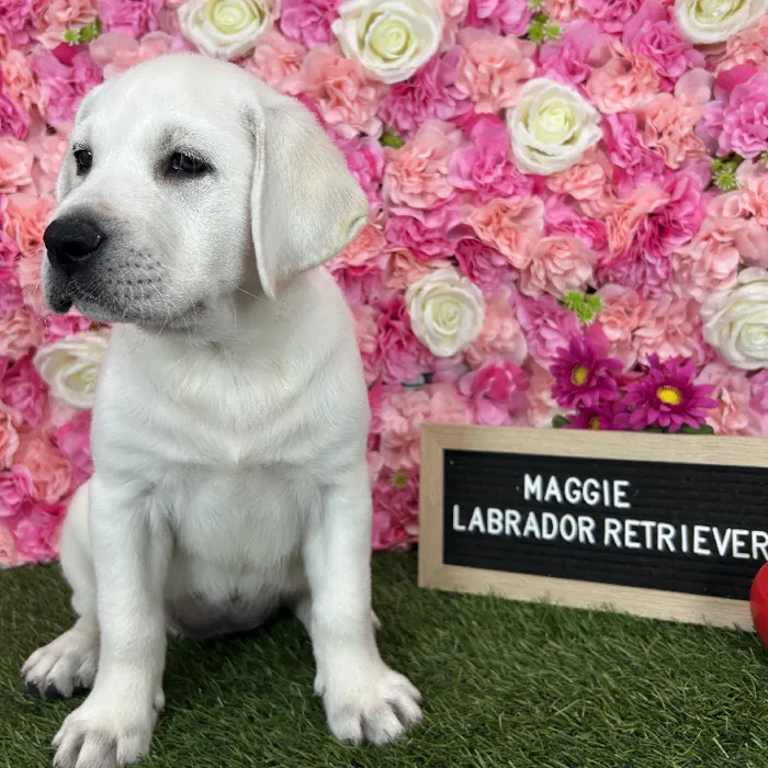 Female Labrador Retriever puppy named Maggie for sale at Pet Express Braintree.