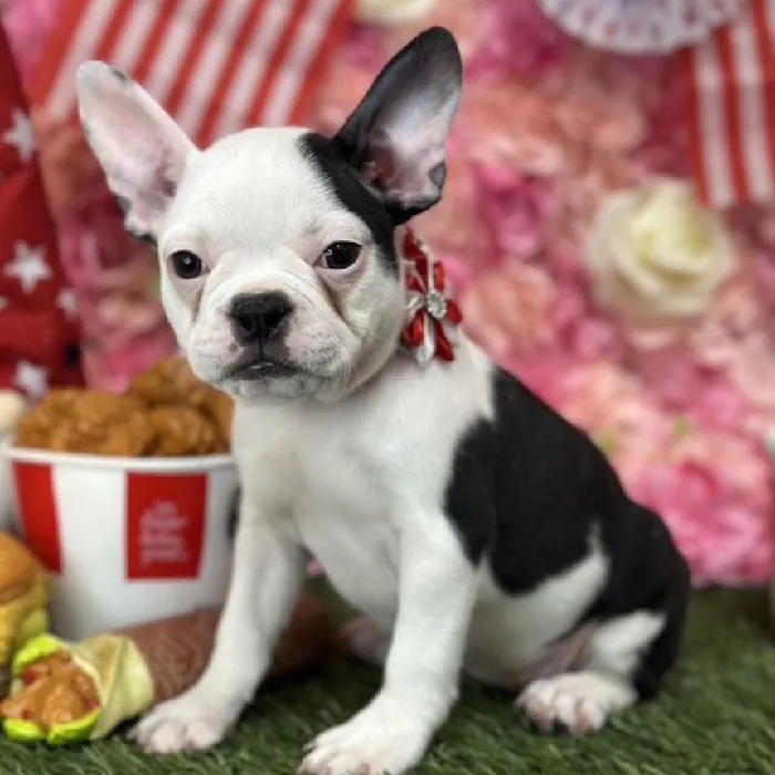Female Froston Puppy for Sale in Saugus, MA