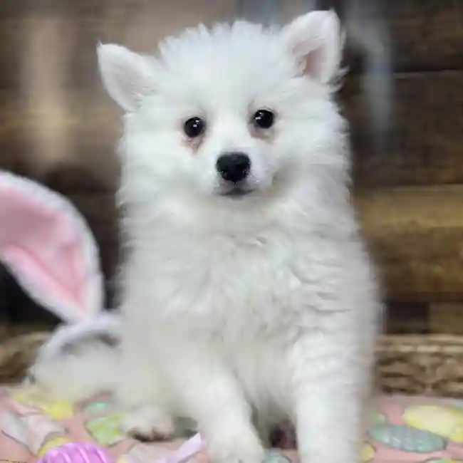 Female American Eskimo Puppy for Sale in Saugus, MA