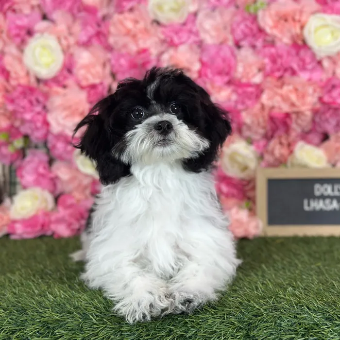 Female Lhasa-Poo puppy named Dolly for sale at Pet Express Saugus.