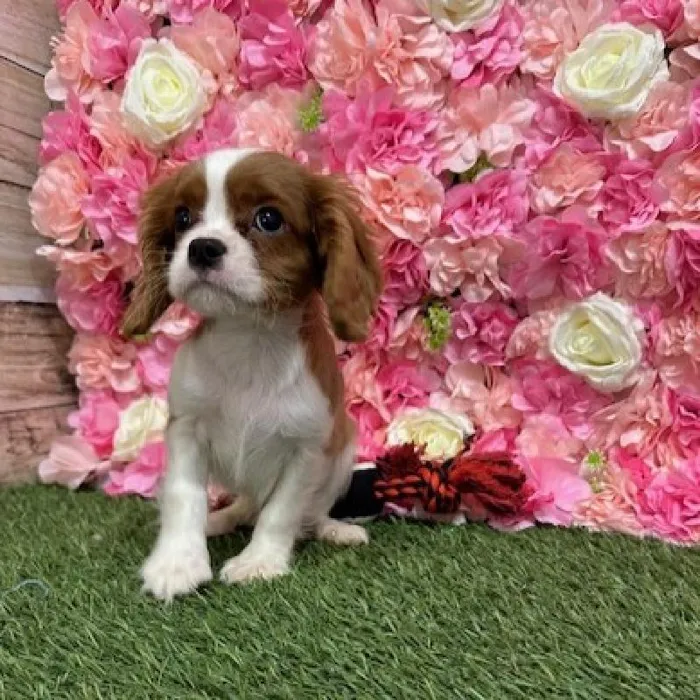 Male Cavalier King Charles Spaniel Puppy for Sale in Saugus, MA