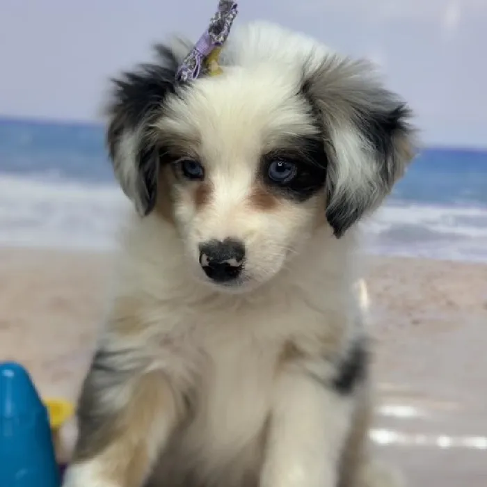 Female Miniature Australian Shepherd Puppy for Sale in Saugus, MA