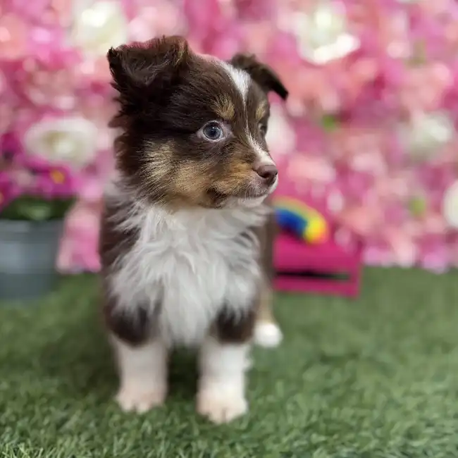 Male Toy Australian Shepherd Puppy for Sale in Braintree, MA