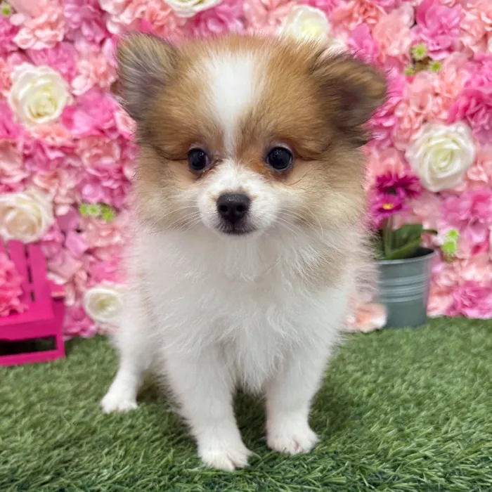 Female Pomeranian Puppy for Sale in Braintree, MA