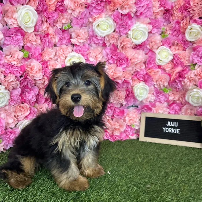 Male Yorkshire Terrier puppy named Juju for sale at Pet Express Braintree.