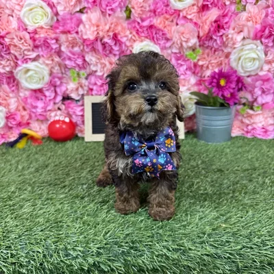 Male Yorkie-Poo 2Nd Gen puppy named Charlie for sale at Pet Express Braintree.