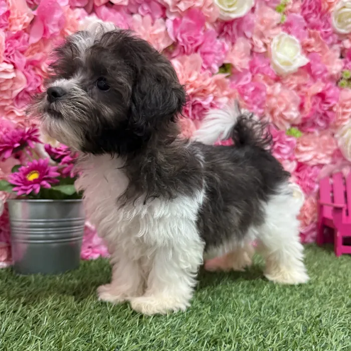 Male Shih-Poo Puppy for Sale in Braintree, MA
