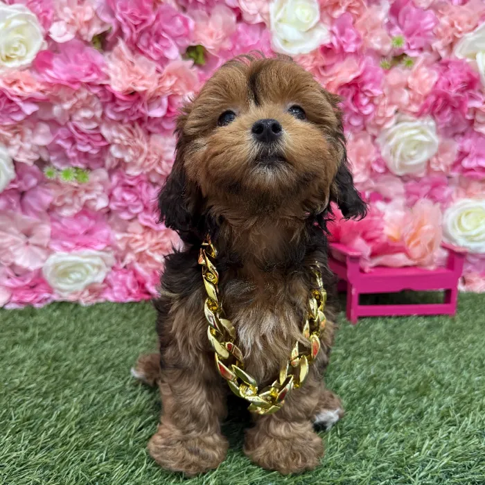 Male Lhasa-Poo Puppy for Sale in Braintree, MA