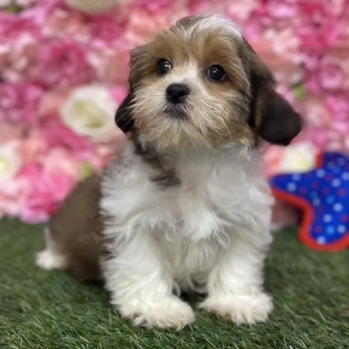Female Shorkie Puppy for Sale in Saugus, MA