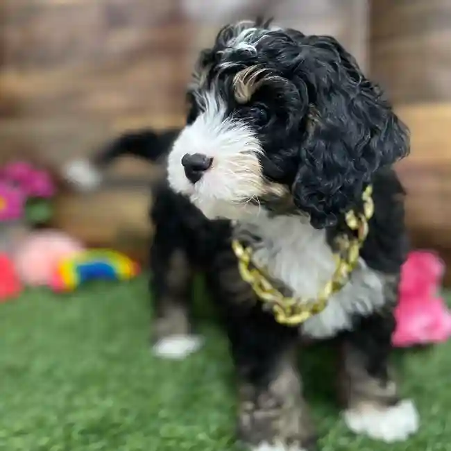 Male Mini Bernedoodle 2nd Gen Puppy for Sale in Braintree, MA