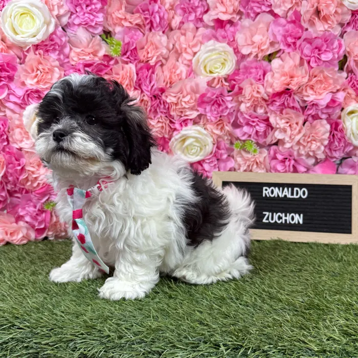 Male Teddy Bear (Zuchon) puppy named Ronaldo for sale at Pet Express Braintree.