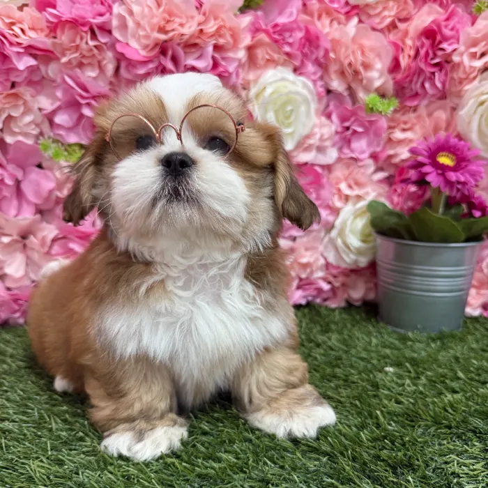 Male Lhasa Apso Puppy for Sale in Braintree, MA