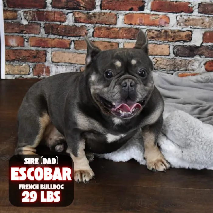 Female French Bulldog puppy named Tillie for sale at Pet Express Braintree.