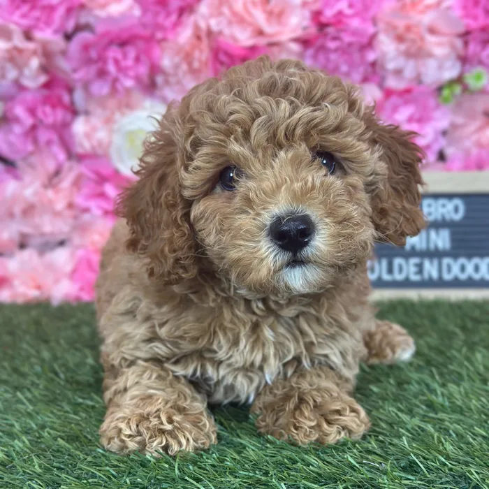 Male Mini Goldendoodle F2 puppy named Cabro for sale at Pet Express Saugus.