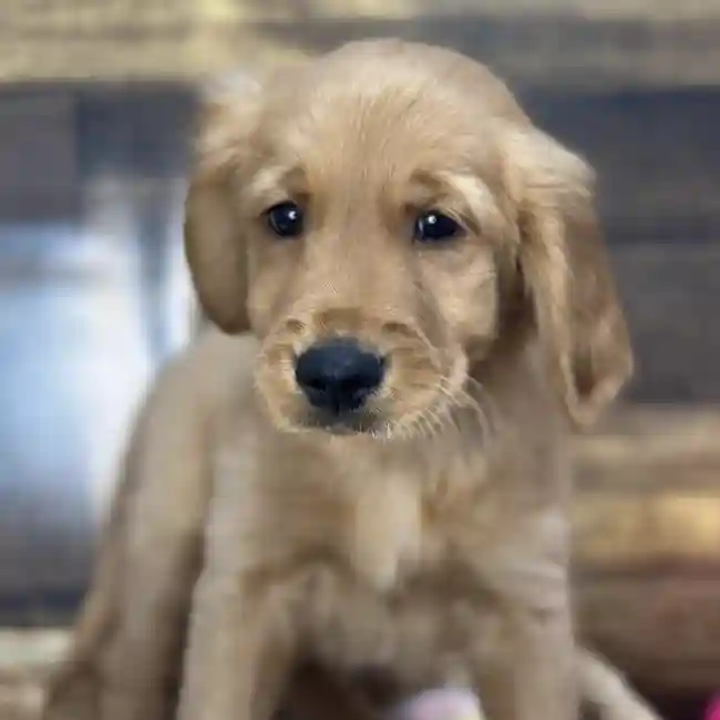 Male Golden Retriever Puppy for Sale in Saugus, MA