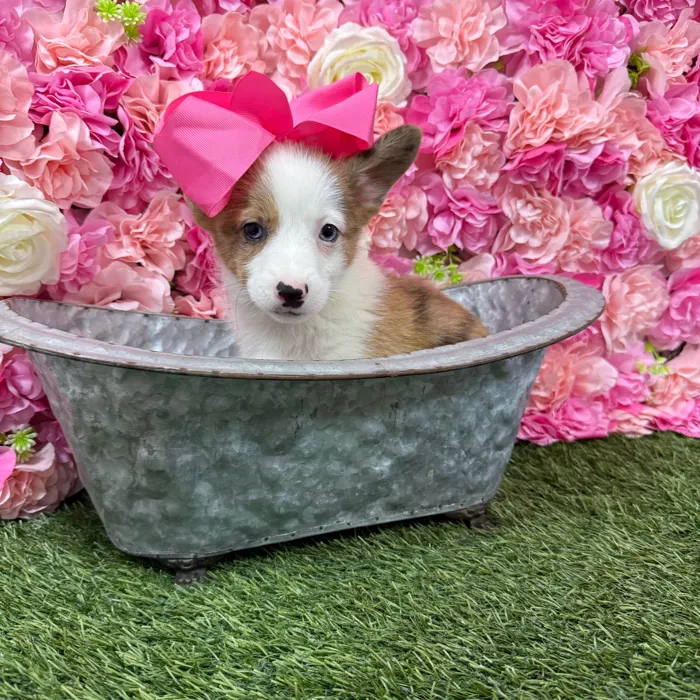 Female Pembroke Welsh Corgi puppy named Arizona for sale at Pet Express Braintree.