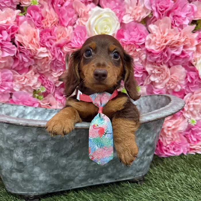 Male Dachshund Puppy for Sale in Braintree, MA