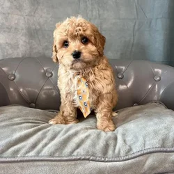 Male Cavapoo puppy named Marty for sale at Pet Express Braintree.