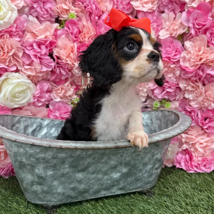Female Cavalier King Charles Spaniel Puppy for Sale in Braintree, MA